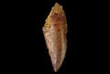 Serrated, Raptor Tooth - Real Dinosaur Tooth #152485-1